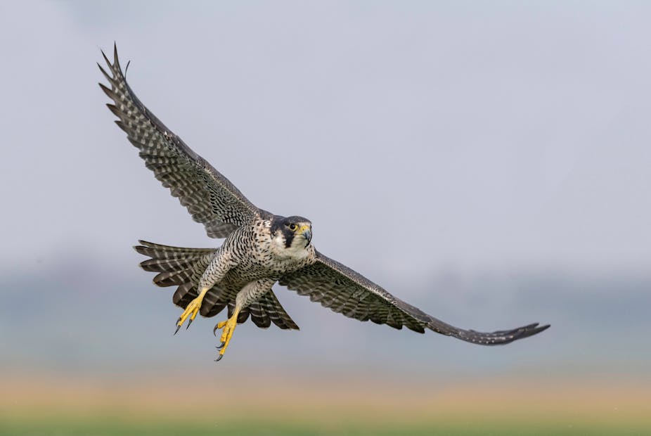 A peregrine falcon in flight.