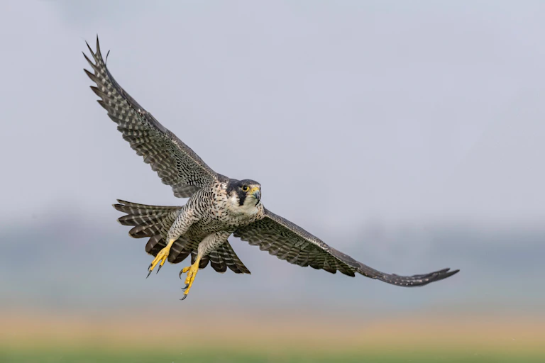 A peregrine falcon in flight.