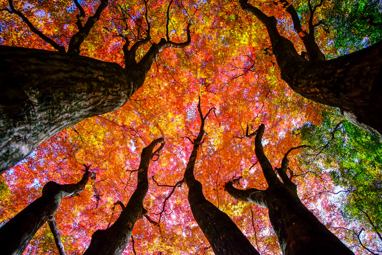 coloured maple trees in the background