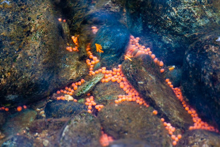 salmon eggs that appear as bright orange small balls are clustered on a rocky riverbed