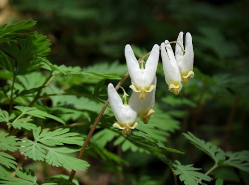 Climate change threatens spring wildflowers by speeding up the time when trees leaf out above them