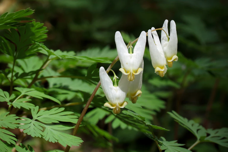 Small white flowers dangle from a stem.