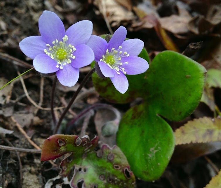 A plant with small purple flowers on the forest floor.