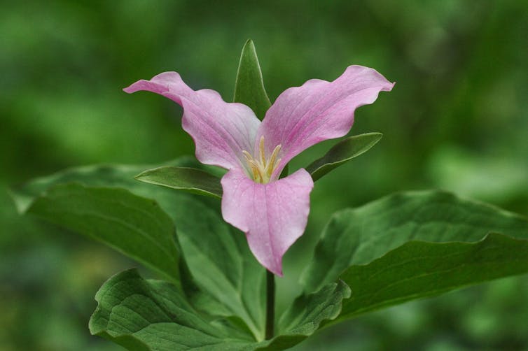 A pink three-lobed wildflower