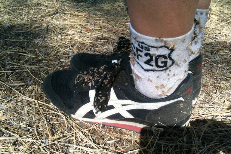 Hiker's feet with burrs stuck to shoes and socks