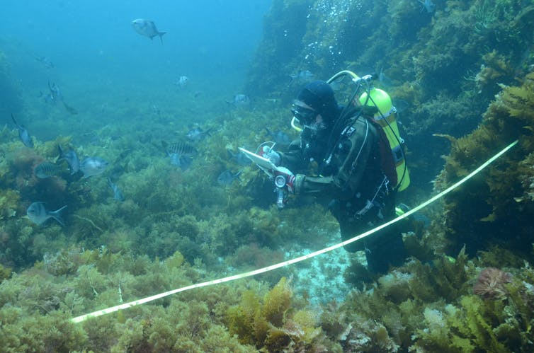 Volunteer Reef Life Survey diver counting fishes in South Australia