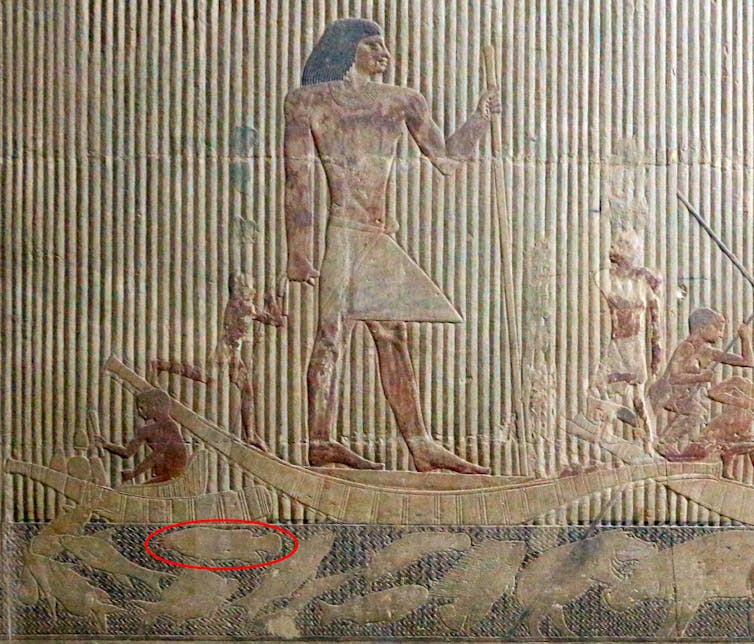 Bajorelieve egipcio donde aparece representado el bagre eléctrico del Nilo
