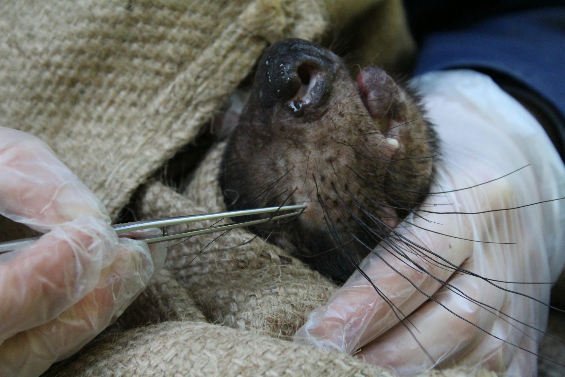 A whisker is collected from a Tasmanian devil