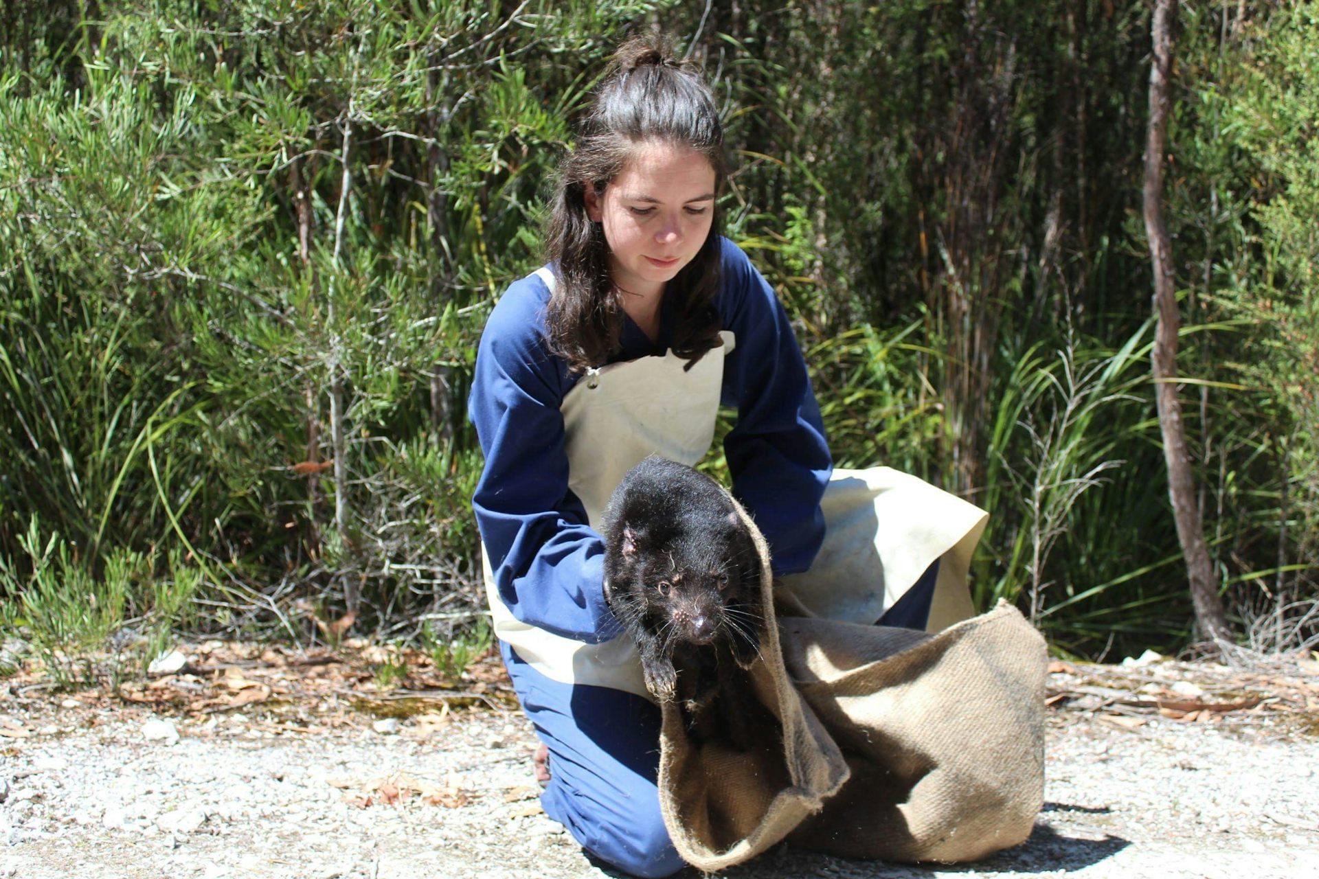 a woman releases a Tasmanian devil from a bag