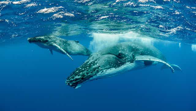 Dos ballenas jorobadas nadando bajo el agua.
