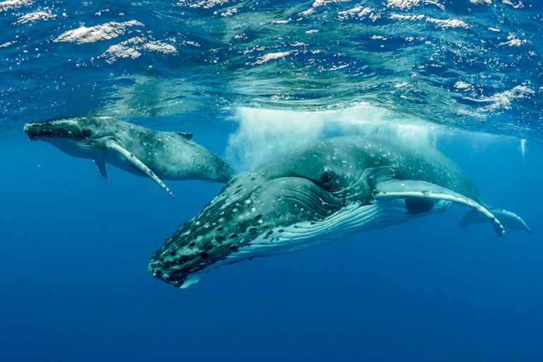 Dos ballenas jorobadas nadando bajo el agua.