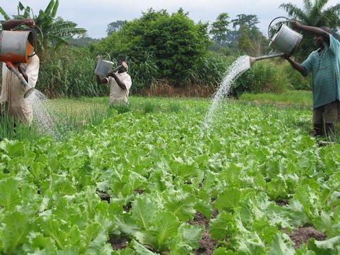 Climate change: farmers in Ghana can't predict rainfall anymore, changing how they work