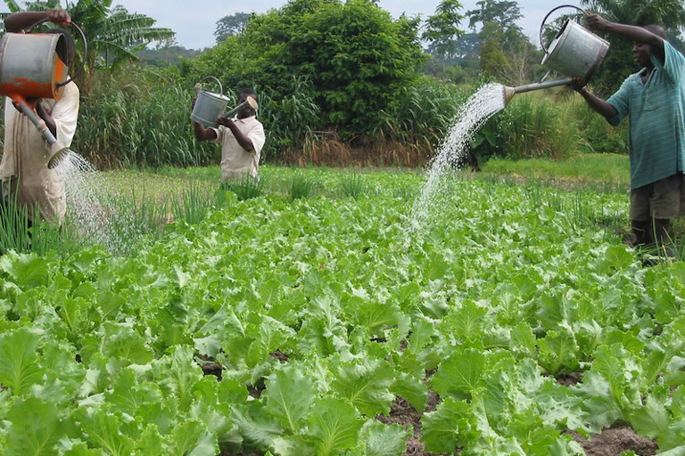 three men using water cans to water their farm
