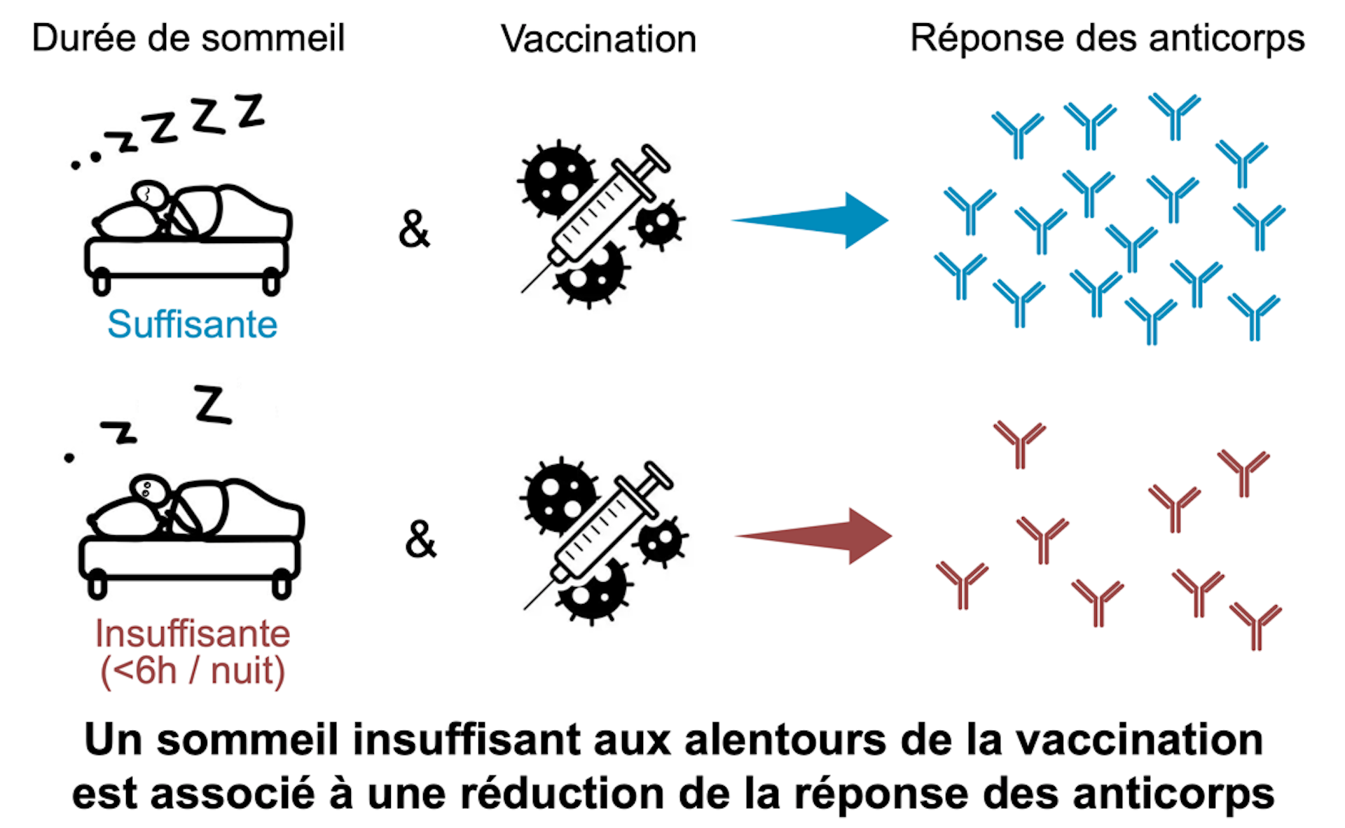 Représentation schématique des effets de la durée du sommeil sur la réponse des anticorps à la vaccination