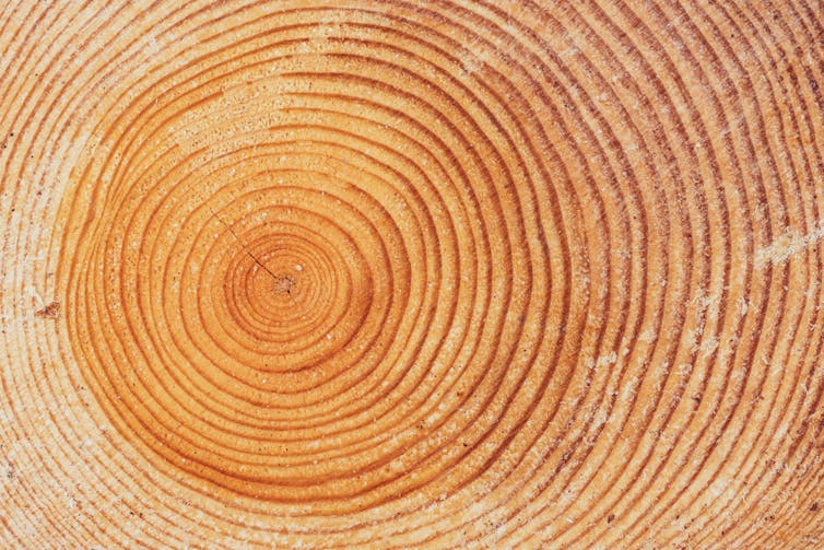 Large circular piece of wood cutting with tree ring texture pattern and cracks, close-up