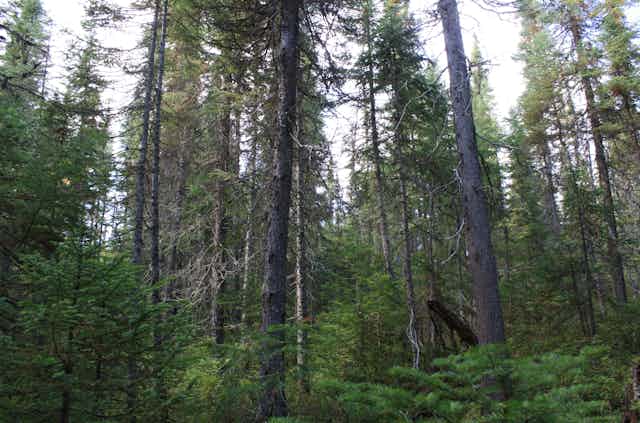 Boreal forest and Old-growth forestss