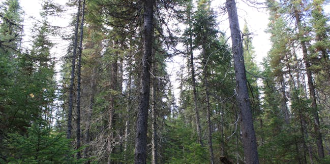 Old-growth forests – News, Research and Analysis – The Conversation – page 1
