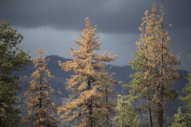 Dead and dying trees with yellow needles on a forest ridge.