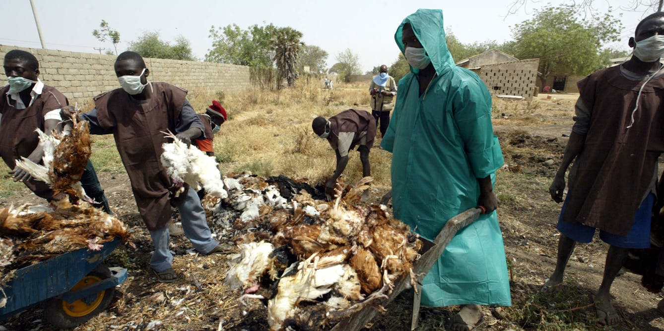 Bird flu: Nigeria is on major migratory bird routes, new strains keepappearing