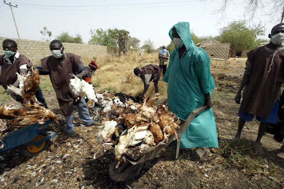 Men carrying dead chickens to a dump site.