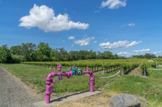 Purple control valves for controlling irrigation of vineyard using recycled water