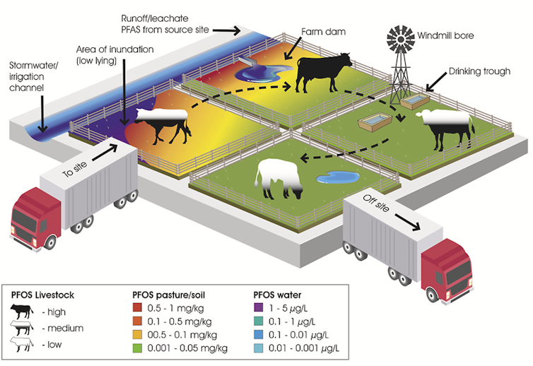 Graphic showing how PFAS exposures in livestock vary according to farmland management practices