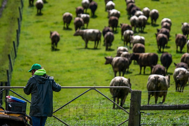 Farmer closes the gate behind a herd of beef cattle