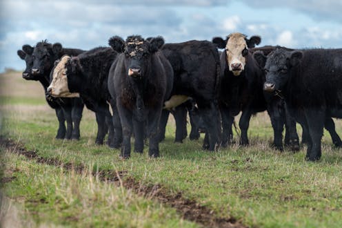 PFAS for dinner? Study of 'forever chemicals' build-up in cattle points to ways to reduce risks