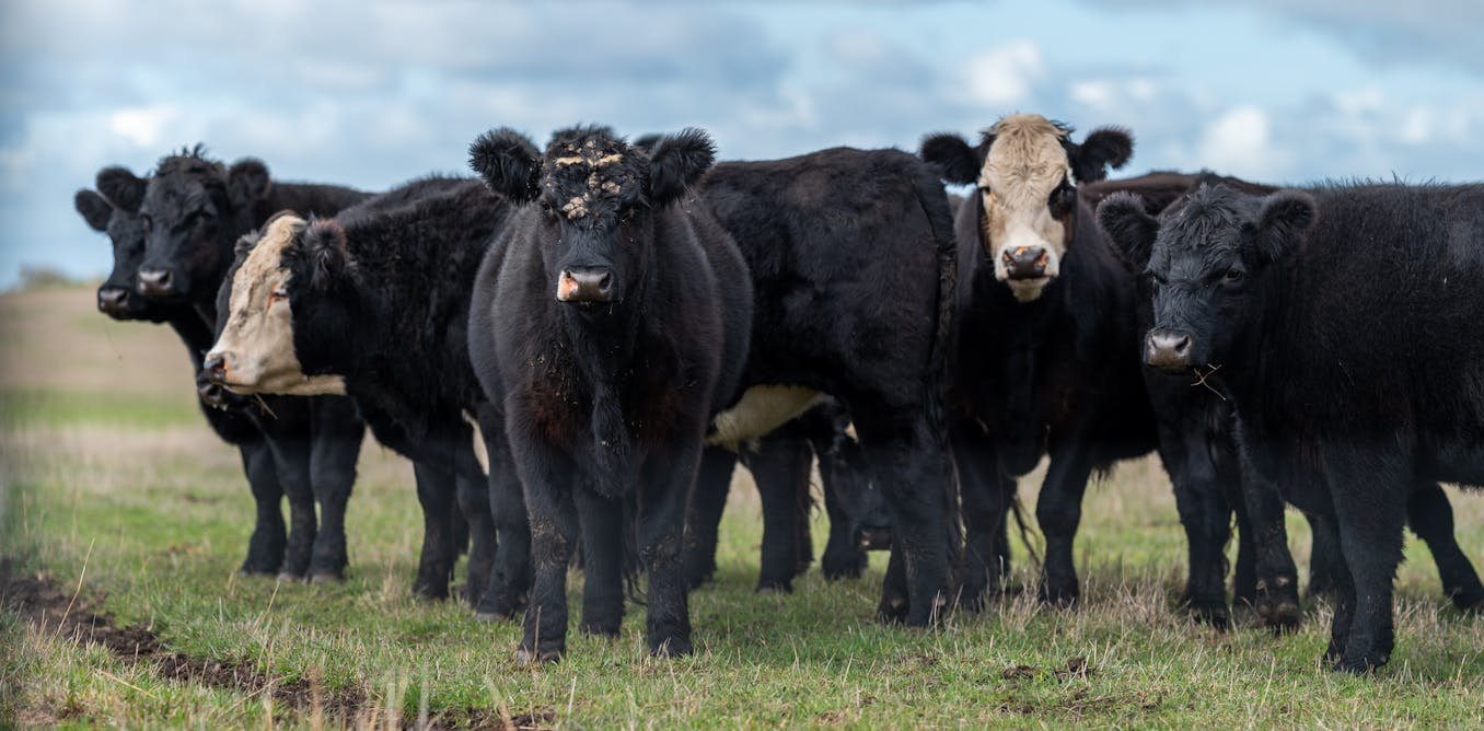 PFAS for dinner? Study of ‘forever chemicals’ build-up in cattle points to ways to reducerisks