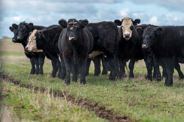 small herd of beef cattle on pasture