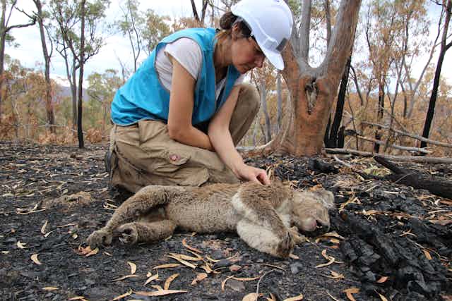 Dr Romane Cristescu crouches over a dead koala in a burnt area during the 2019-20 bushfires