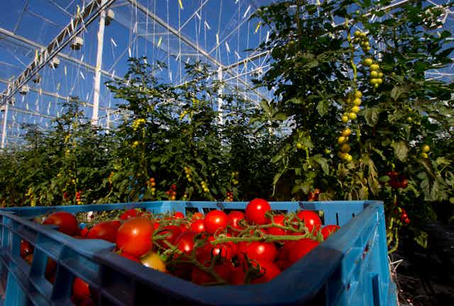 A basket of tomatoes in a greenhouse.