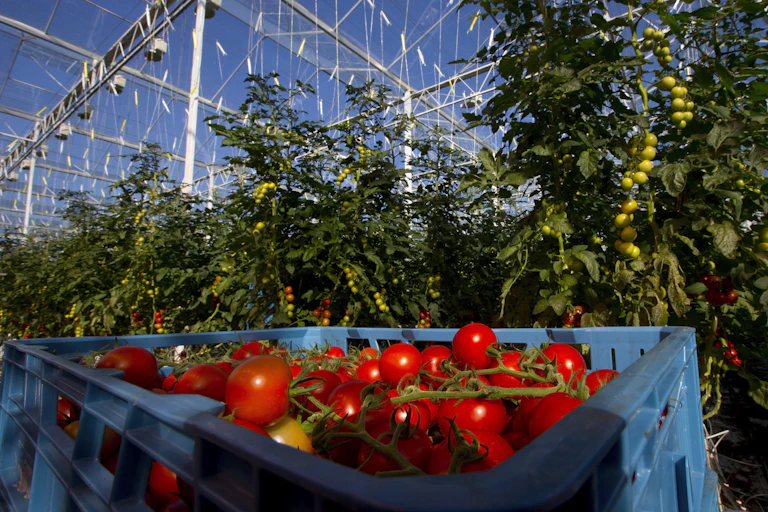 A basket of tomatoes in a greenhouse.
