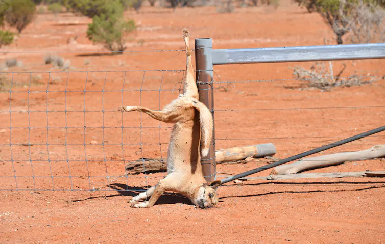 dead dingo