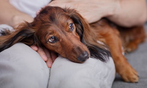 Anxious dogs have different brains to normal dogs, brain scan study reveals