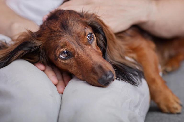 A nervous looking brown dog resting its face on a person's knees