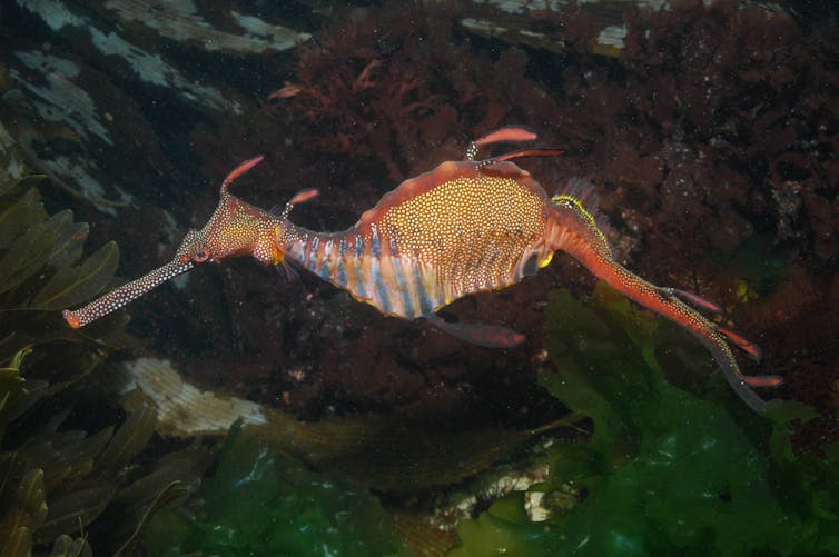 The common sea dragon (_Phyllopteryx taeniolatus_) at Blackmans Bay