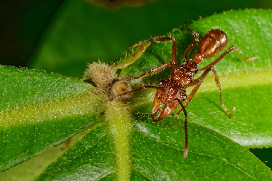 Des fourmis bien armées pour récolter du nectar