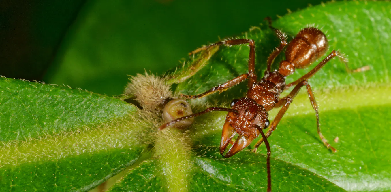 Des fourmis bien armées pour récolter du nectar Des fourmis bien armées pour récolter du nectar