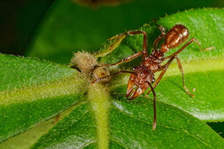 Une forumi sur une feille avec des grandes mandibules