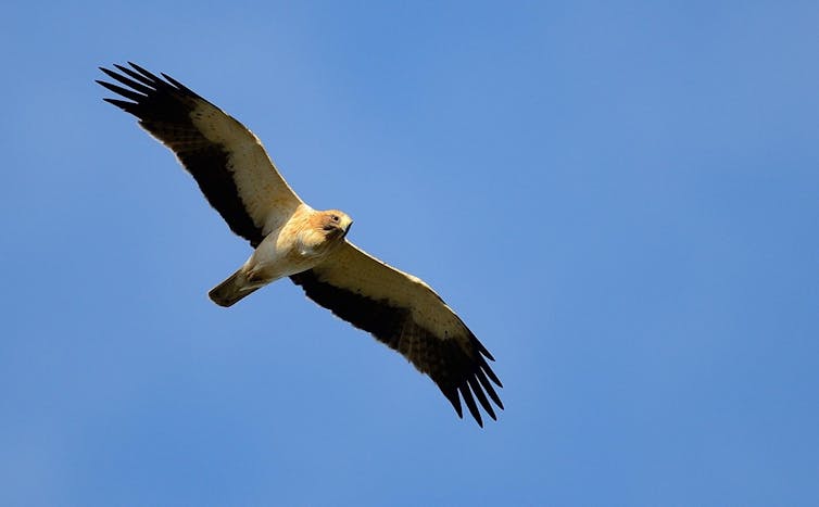 Águila volando.