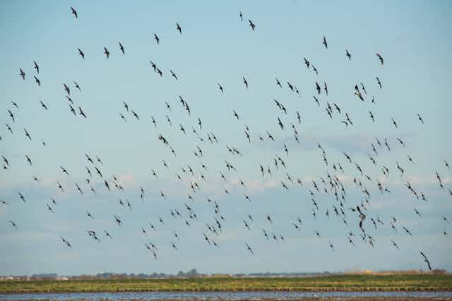 Grupo numeroso de aves volando sobre una marisma en Doñana.