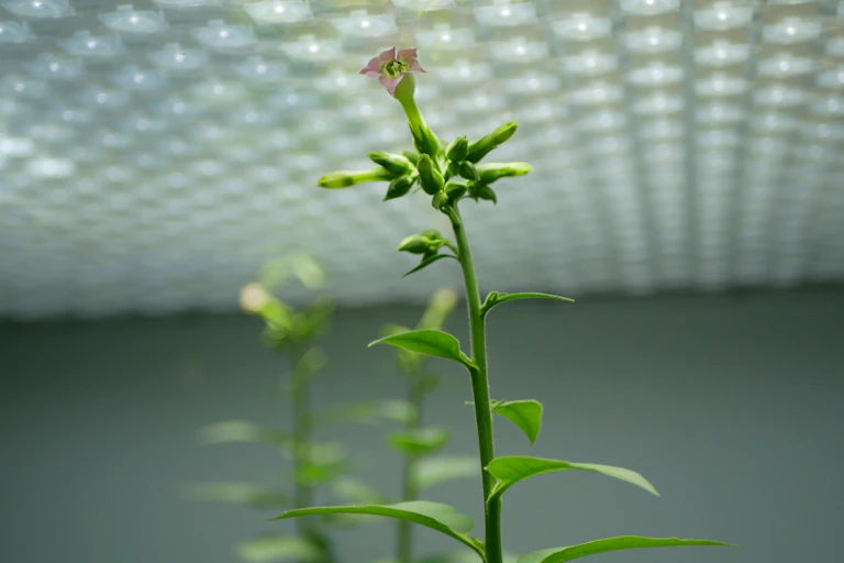 una planta verde con flor rosa crece en un cubículo con techo luminoso.