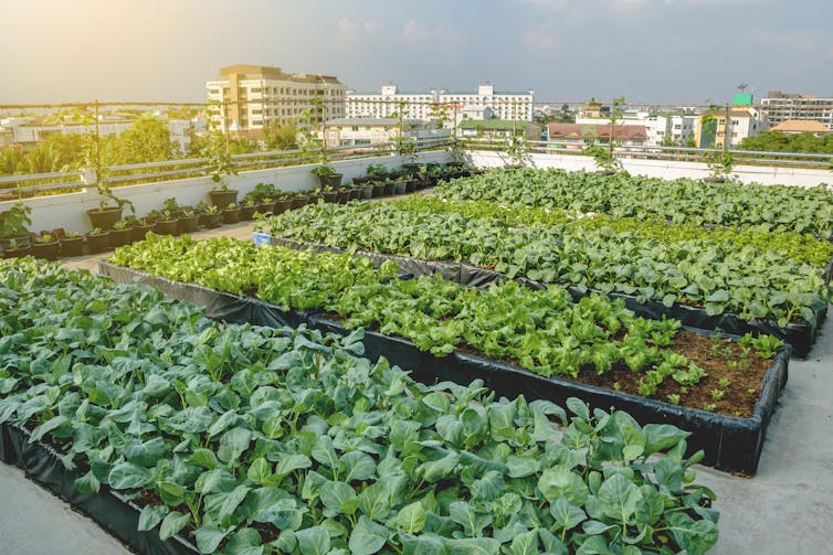 Four vegetable plots on the flat roof of a building.