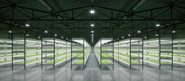 Indoor hydroponic vegetable plant factory in exhibition space warehouse.