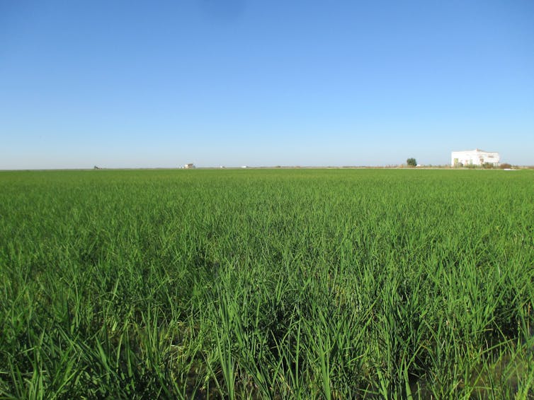 Campo de arroz verde.