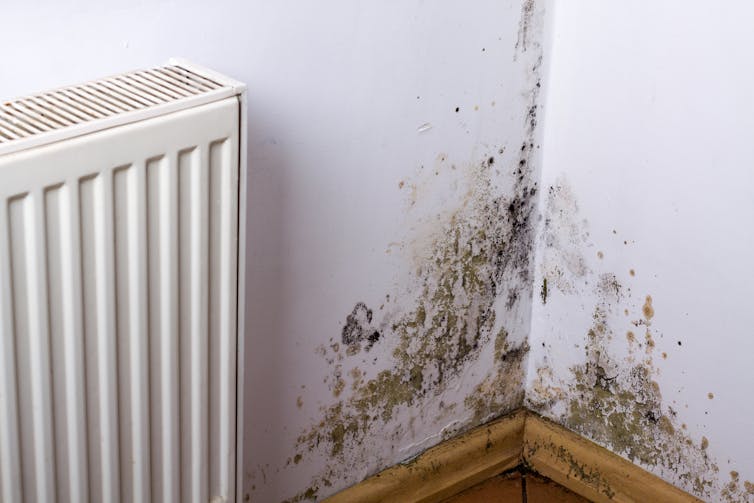 Wallpaper marked by black mould in the corner of a room.