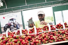 A Black man tends to dozens of pints of strawberries.