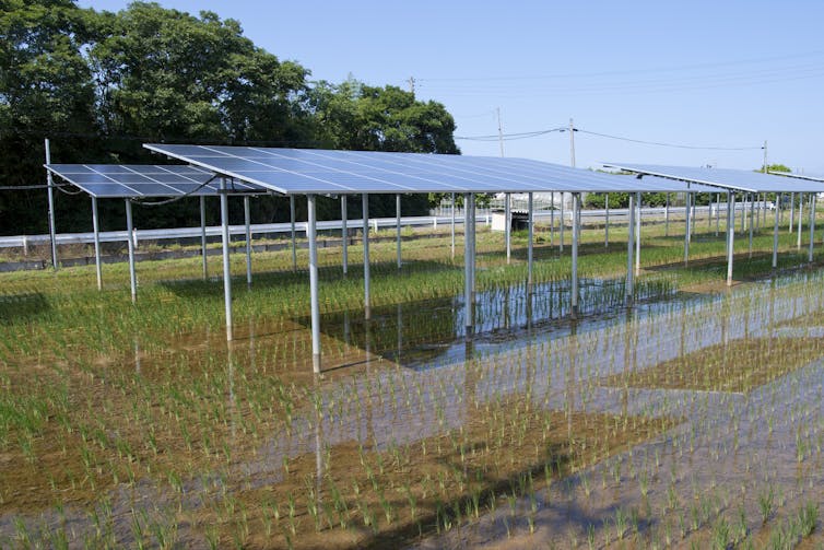 panneaux solaires au-dessus d’une rizière