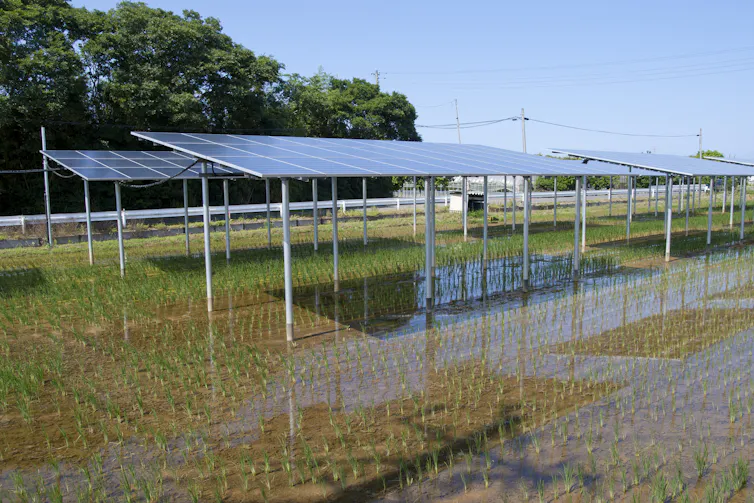 panneaux solaires au-dessus d’une rizière